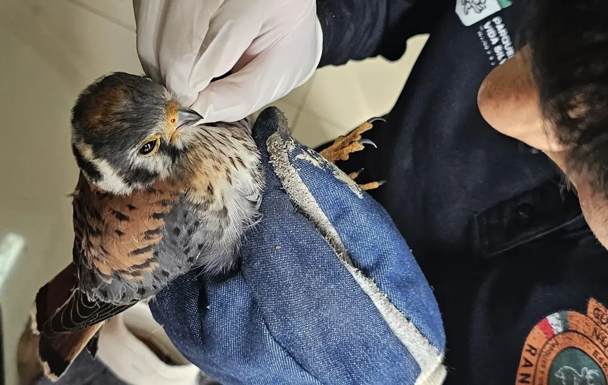 Un cernícalo americano fue rescatado en un domicilio del municipio de Juárez, Nuevo León. Foto: Facebook Guardia Forestal Nuevo León