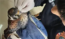 Guardia Forestal rescata un cernícalo americano en Juárez, Nuevo León Guardia Forestal rescata un cernícalo americano en Juárez, Nuevo León
