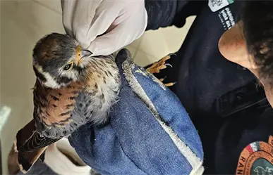 Guardia Forestal rescata un cernícalo americano en Juárez, Nuevo León
