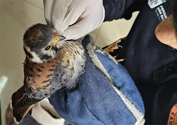 Guardia Forestal rescata un cernícalo americano en Juárez, Nuevo León