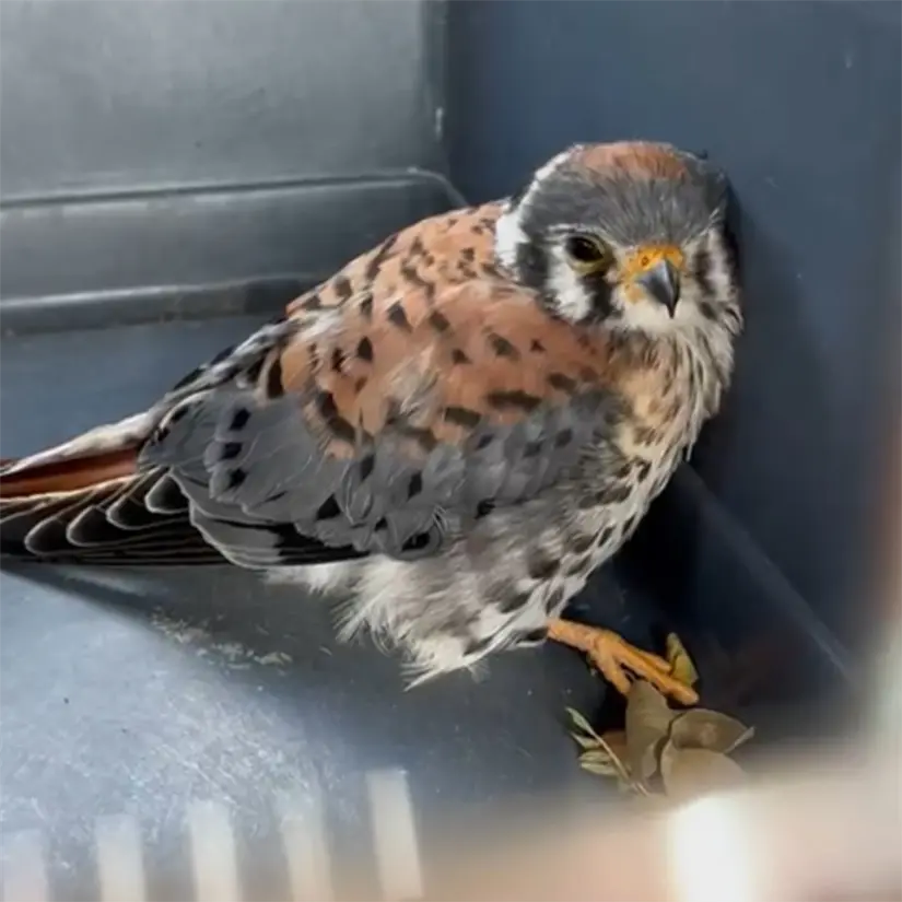 El cernícalo americano no se considera una especie en peligro de extinción inminente. Foto: Facebook Guardia Forestal Nuevo León