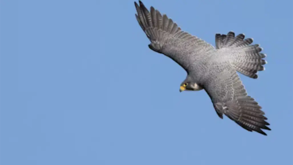 Un Halcón con alas rotas fue rescatado en Altamira