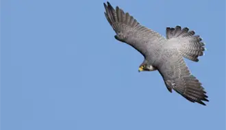 Un Halcón con alas rotas fue rescatado en Altamira