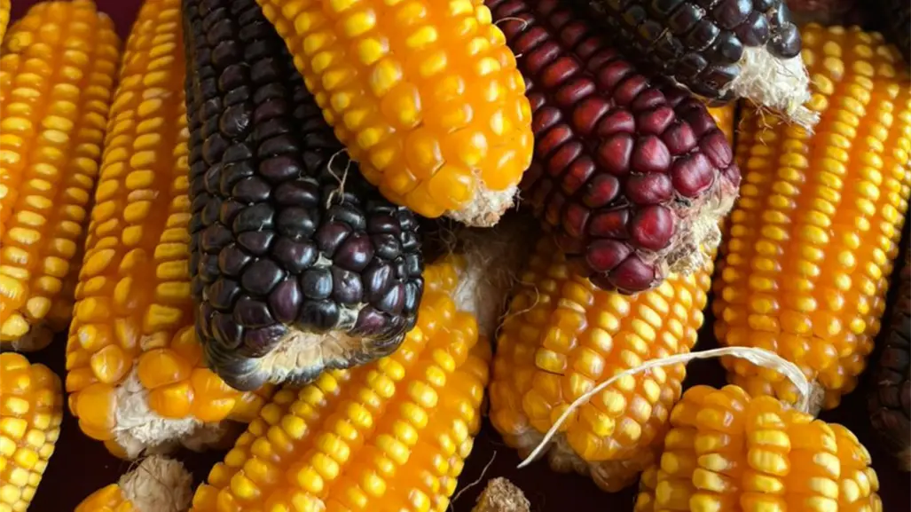 El maíz criollo en Yucatán: tradición, sabores y desafíos para su preservación
