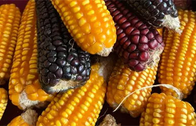 El maíz criollo en Yucatán: tradición, sabores y desafíos para su preservación