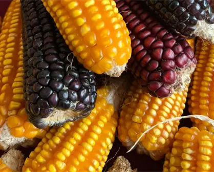 El maíz criollo en Yucatán: tradición, sabores y desafíos para su preservación