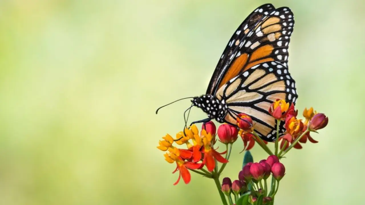 Disminución de Mariposa Monarca en santuarios del Edomex. | Foto: X (@NATURALEZAV3)