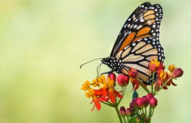 Santuarios del Edomex reportan ausencia de mariposa monarca y autoridades estudian su notable disminución