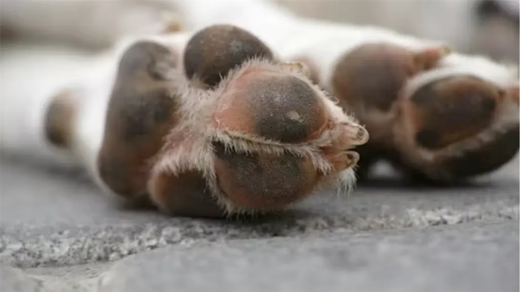 Por esta razón no puedes enterrar mascotas fallecidas en espacios públicos de Tamaulipas