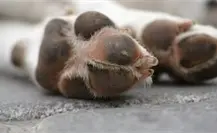 Por esta razón no puedes enterrar mascotas fallecidas en espacios públicos de Tamaulipas Por esta razón no puedes enterrar mascotas fallecidas en espacios públicos de Tamaulipas