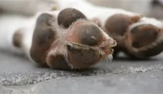 Por esta razón no puedes enterrar mascotas fallecidas en espacios públicos de Tamaulipas