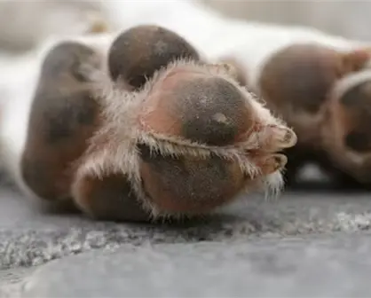 Por esta razón no puedes enterrar mascotas fallecidas en espacios públicos de Tamaulipas