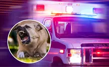 Ataque de perro en Torreón deja a adulta mayor en estado crítico Ataque de perro en Torreón deja a adulta mayor en estado crítico