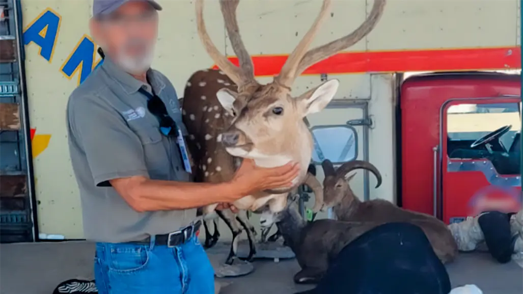 Aseguran trofeos de caza ilegales en el puerto de Pichilingue, BCS