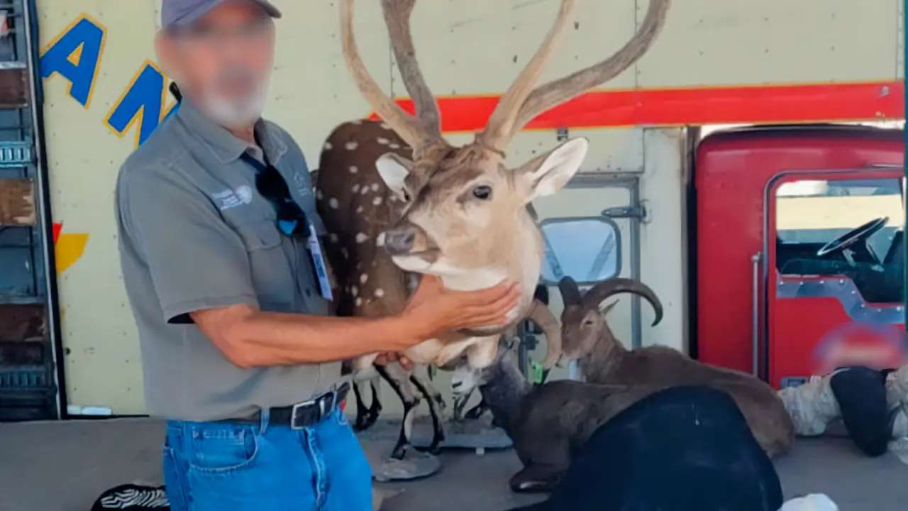 Grupo de piezas de taxidermia aseguradas, entre ellas venados, antílopes y ejemplares exóticos. Foto. Profepa