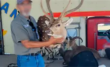 Aseguran trofeos de caza ilegales en el puerto de Pichilingue, BCS Aseguran trofeos de caza ilegales en el puerto de Pichilingue, BCS