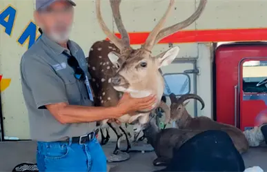 Aseguran trofeos de caza ilegales en el puerto de Pichilingue, BCS