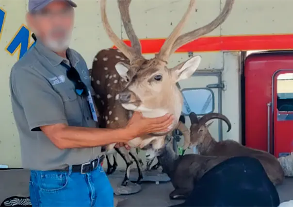 Aseguran trofeos de caza ilegales en el puerto de Pichilingue, BCS