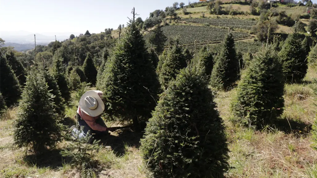 Viveros de Xonacatlán ofrecen árboles de Navidad en Edomex y resisten la presión de los importados