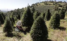 Viveros de Xonacatlán ofrecen árboles de Navidad en Edomex y resisten la presión de los importados Viveros de Xonacatlán ofrecen árboles de Navidad en Edomex y resisten la presión de los importados