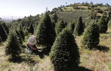 Viveros de Xonacatlán ofrecen árboles de Navidad en Edomex y resisten la presión de los importados