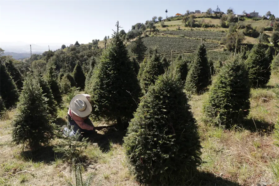 Viveros de Xonacatlán ofrecen árboles de Navidad en Edomex y resisten la presión de los importados
