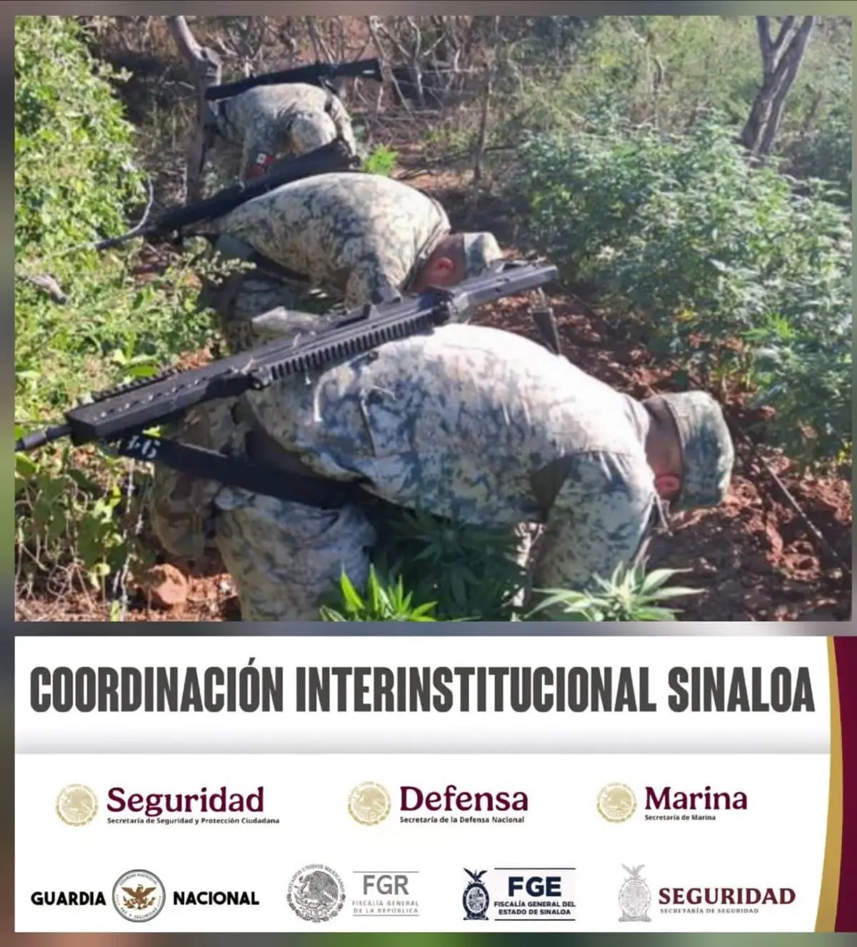 Elementos de policiales aseguran y destruyen sembradios de marihuana en Culiacán, FOTO: Facebook (Secretaría de Seguridad Sinaloa)