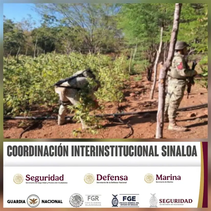 Elementos de policiales aseguran y destruyen sembradios de marihuana en Culiacán, FOTO: Facebook (Secretaría de Seguridad Sinaloa)