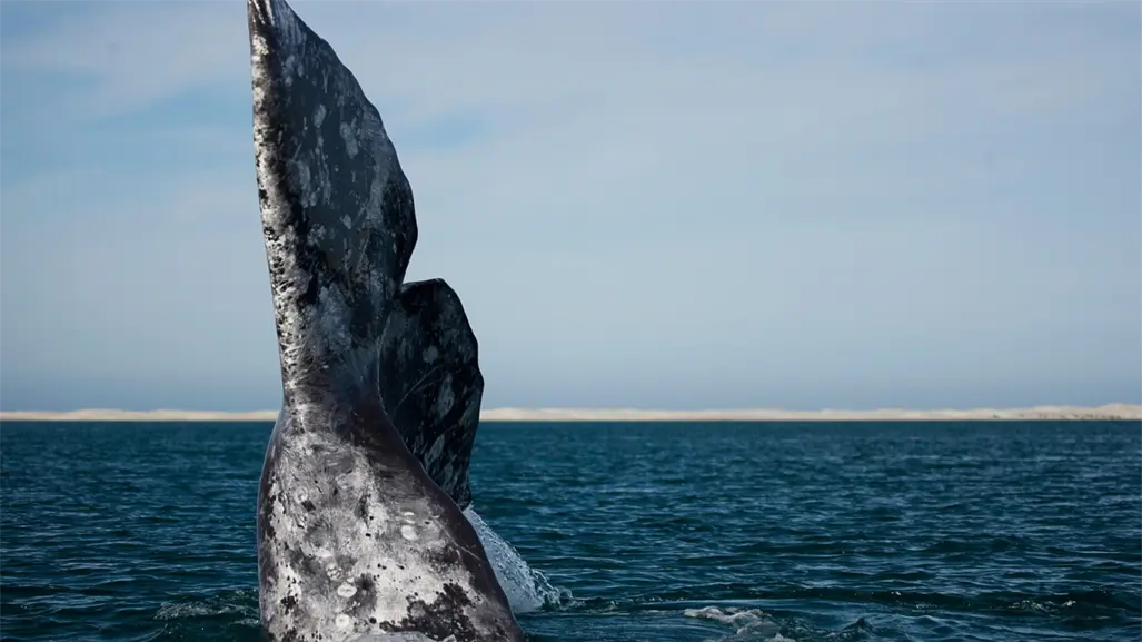 El Vizcaíno, la joya ecológica que conecta a México con cinco continentes