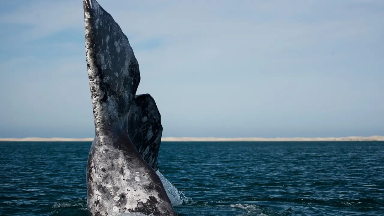 Guerrero Negro y San Ignacio fueron designados como los “Kilómetros Cero” de la ballena gris. Foto:Secretaría de Turismo y Economía de Baja California Sur