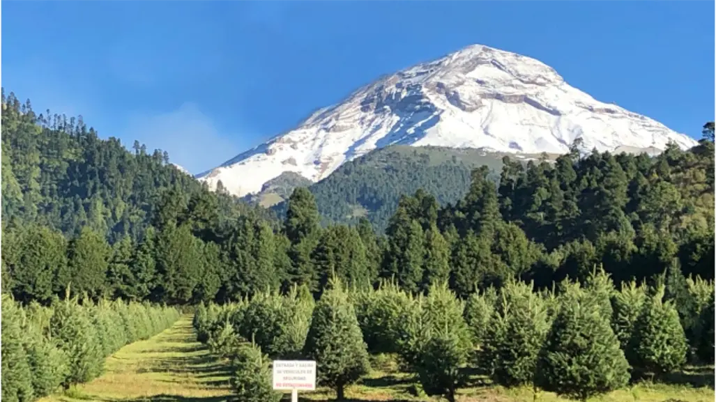 Navidad natural conoce 5 opciones imperdibles en el Edomex para tu árbol