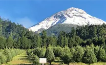 Navidad natural conoce 5 opciones imperdibles en el Edomex para tu árbol Navidad natural conoce 5 opciones imperdibles en el Edomex para tu árbol