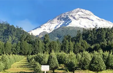 Navidad natural conoce 5 opciones imperdibles en el Edomex para tu árbol