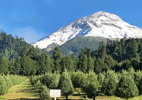 Navidad natural conoce 5 opciones imperdibles en el Edomex para tu árbol