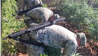 Destruyen en Culiacán dos plantíos de marihuana durante operativo
