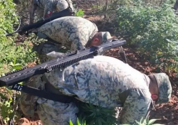 Destruyen en Culiacán dos plantíos de marihuana durante operativo