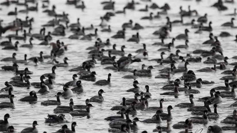 Miles de aves acuáticas descansan en lagunas y humedales del Vizcaíno, uno de los refugios más importantes del Pacífico. Foto: Secretaría de Turismo y Economía de Baja California Sur