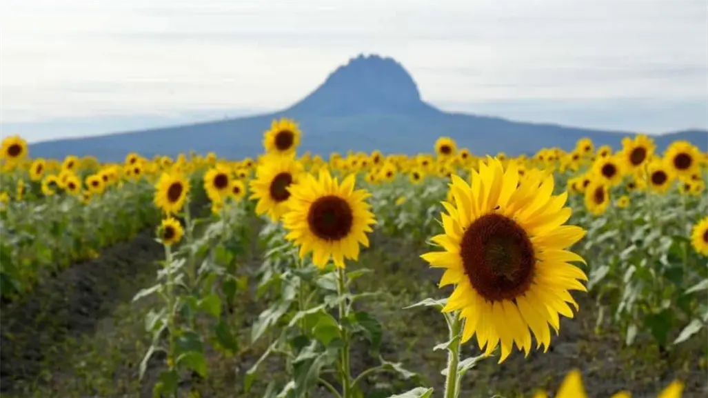 Abre al público el campo de girasoles en Rancho Corrales Blancos, Tamaulipas