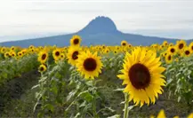 Abre al público el campo de girasoles en Rancho Corrales Blancos, Tamaulipas