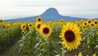 Abre al público el campo de girasoles en Rancho Corrales Blancos, Tamaulipas