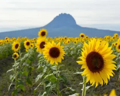 Abre al público el campo de girasoles en Rancho Corrales Blancos, Tamaulipas