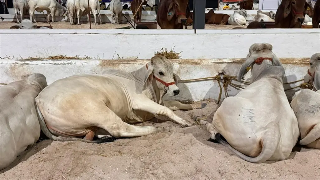 Actualizan Ley de Ganadería en Yucatán tras 50 años: incluirá trazabilidad y castigos más firmes
