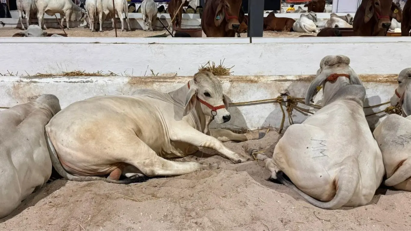 Ganado en la Feria Xmatkuil Yucatán. 2025. Foto: Alejandra Vargas