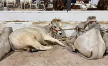 Actualizan Ley de Ganadería en Yucatán tras 50 años: incluirá trazabilidad y castigos más firmes Actualizan Ley de Ganadería en Yucatán tras 50 años: incluirá trazabilidad y castigos más firmes