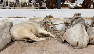 Actualizan Ley de Ganadería en Yucatán tras 50 años: incluirá trazabilidad y castigos más firmes