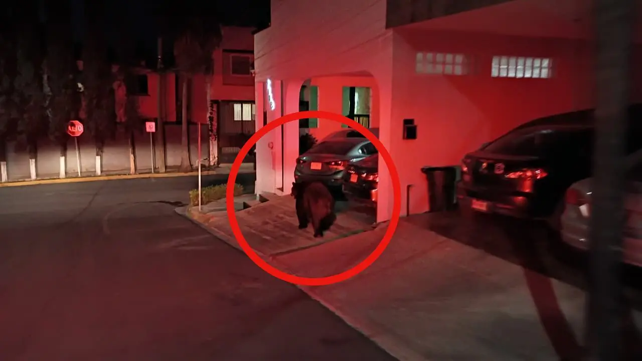 Oso deambulando por las calles Foto: PCNL