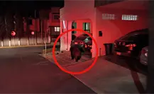 Avistamiento de oso en Monterrey alerta a vecinos y activa operativo inmediato Avistamiento de oso en Monterrey alerta a vecinos y activa operativo inmediato