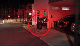 Avistamiento de oso en Monterrey alerta a vecinos y activa operativo inmediato