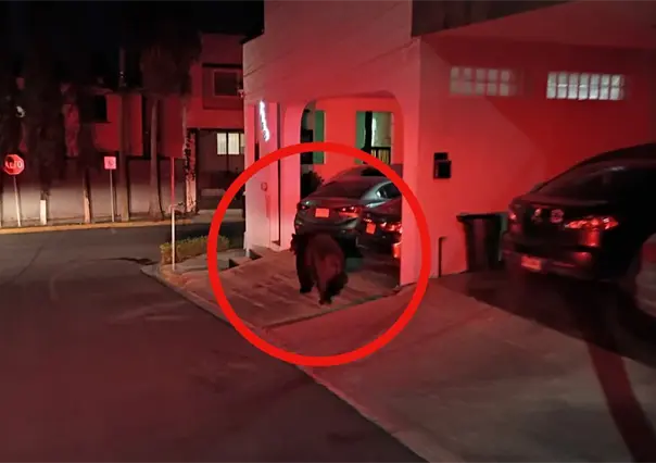 Avistamiento de oso en Monterrey alerta a vecinos y activa operativo inmediato