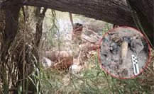 Hallan presunto sitio de exterminio con restos calcinados integrantes del Colectivo Amor por los Desaparecidos Hallan presunto sitio de exterminio con restos calcinados integrantes del Colectivo Amor por los Desaparecidos